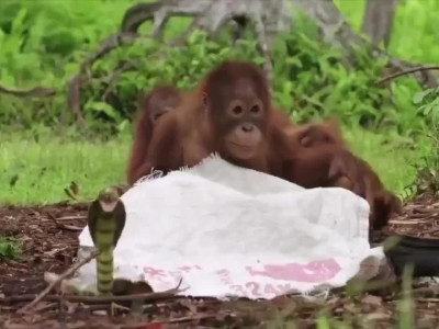 코브라 인형을 이용해 오랑우탄에게 뱀에 대한 경계심을 가르치는 영장류 보호센터.mp4