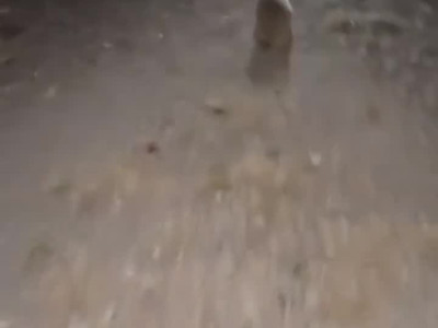 여자가 다가가자 시골 강아지 반응