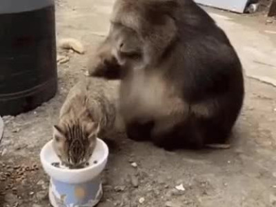 고양이 밥맛이 궁금했던 원숭이.gif