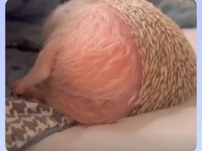 치명적인 고슴도치 엉덩이