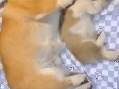 새끼 핥아주는 어미 웰시코기.gif