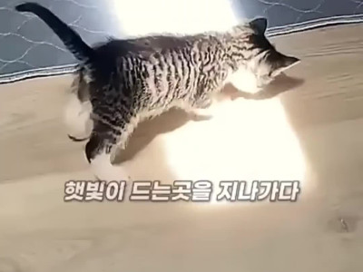 햇빛의 존재를 처음 느낀 아기고양이