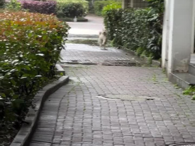 기분이 극한으로 좋은 아기 시바 스텝