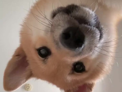 견주들 아침 기상시 1인칭 시점.gif