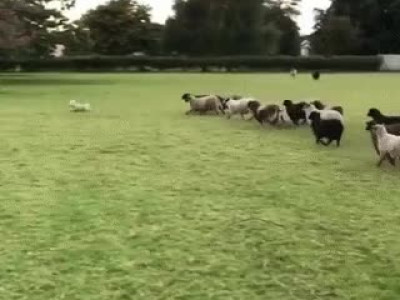 부서 발령 잘못 받은 댕댕이