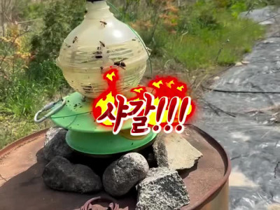 장수여왕말벌 실제 크기 ㅎㄷㄷ