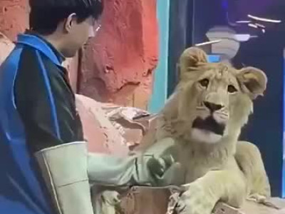 인간에게 길들여진 사자 표정.mp4