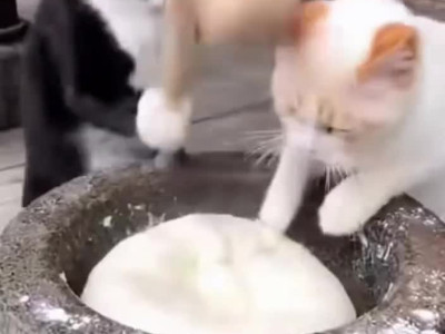 떡 찧는 고양이들