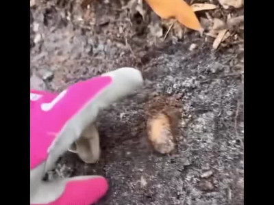 딱정벌레 번데기를 깨웠더니 벌어진 일.gif