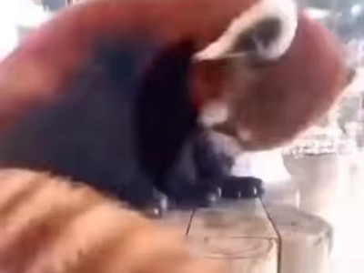 레서판다가 잘때 습관