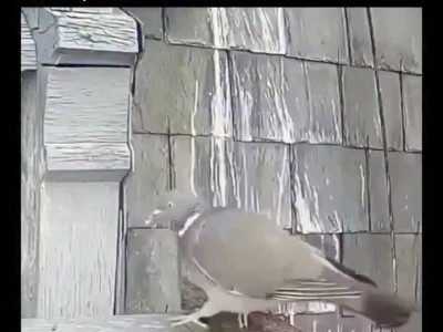 매형집에 찾아온 룸서비스.mp4