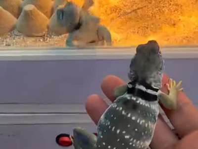 살면서 처음 만난 암컷 ㅋㅋㅋㅋㅋ