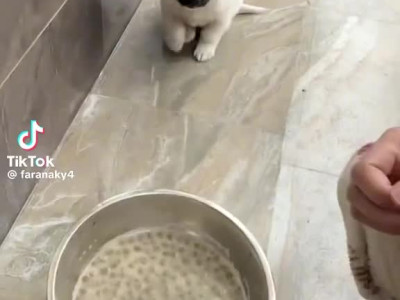 멍멍이 밥 먹이기