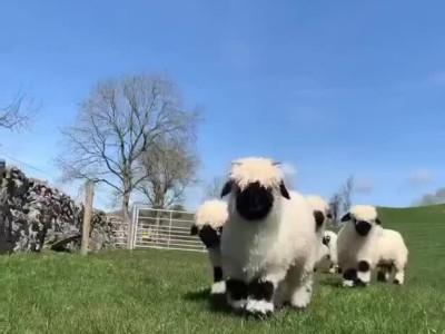 인형 같은 외모의 스위스 발레 블랙노즈 양