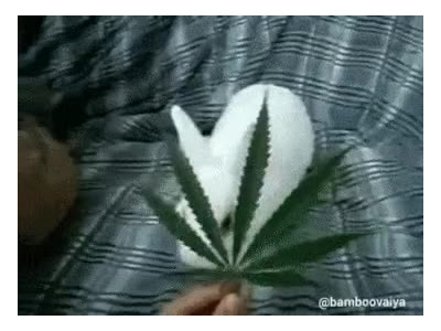 토끼에게 대마초를 먹이면