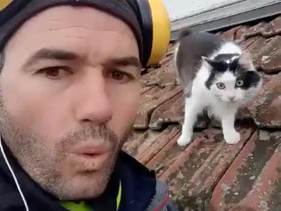 고양이 성대모사