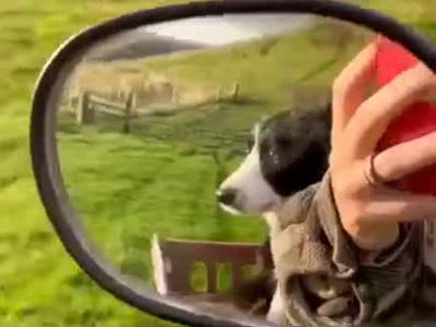 가슴이 웅장해지는 개 vs 고양이 체력대결.mp4