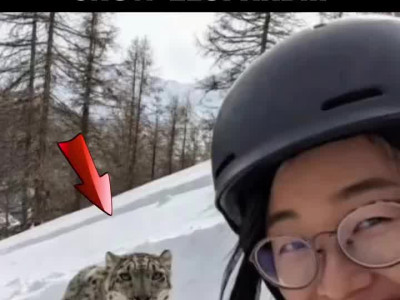 (약혐) 스키 타다 눈표범한테 습격당한 중국녀
