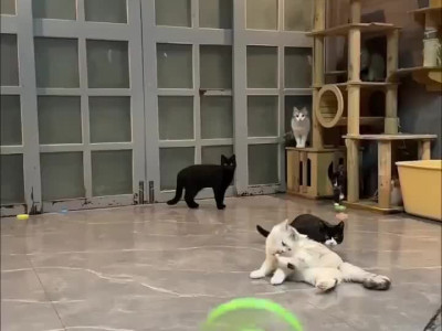 고양이 반응속도