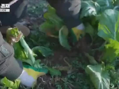 한국에서 10년 이상 산 탈북민들 말투