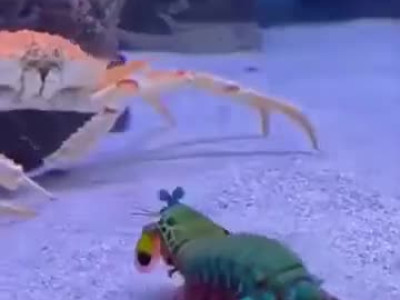 충격적인 동물 싸움 현장 .mp4