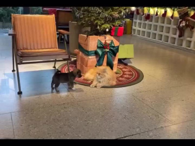 새가족을 격하게 받아들이는 고영이