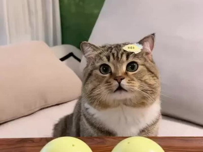 어느쪽인지 선택해!