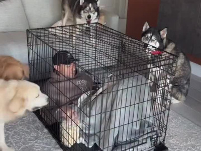 개 4마리 8년 키우고 알아낸 케이지의 용도