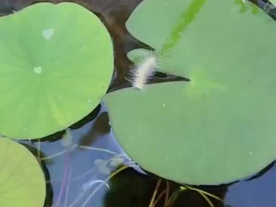 님들 애벌레가 수영하는 거 본 적 있음?