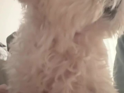 강아지 밥안주고 늦잠자면 생기는 일