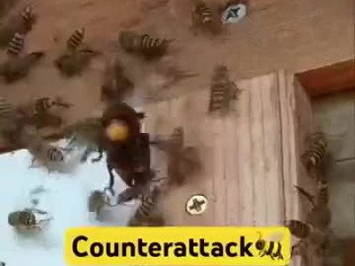 꿀벌이 집에 침입한 장수말벌 잡는 방법