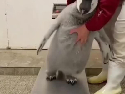 아기펭귄 몸무게 측정