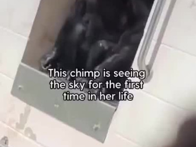 28년만에 생에 처음으로 실험실 밖 하늘을 본 침팬지ㅜㅜ