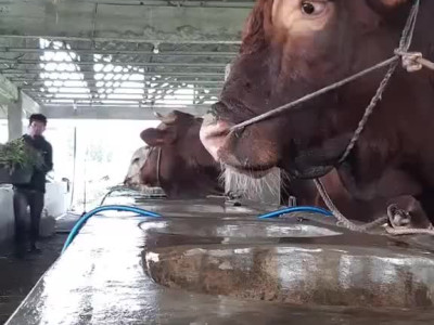 서빙중인 음식이 내것이 아닌걸 알았을때.mp4