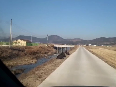 일반인들은 잘 모르는 실제 독수리 크기