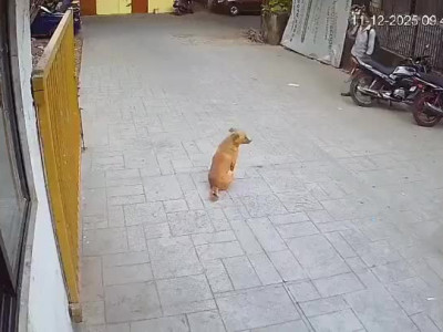 인도의 개물림 사고 대응 ㄷ