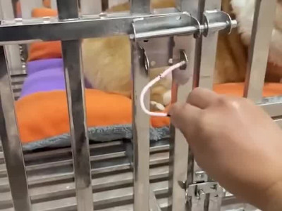 범죄현장 재연하는 리트리버와 웰시코기.gif