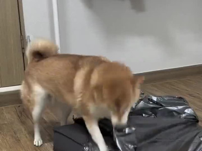 집 택배 언박싱 담당