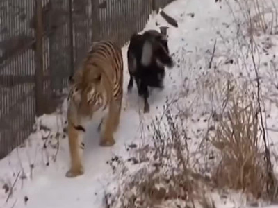 호랑이 사육장에 먹이로 살아있는 염소를 갖다놨더니