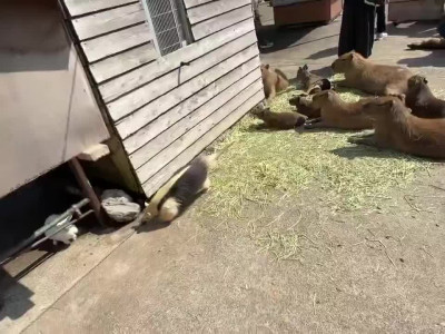 토끼한테 쫄아서 도망치는 개미핥기