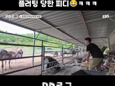 타조에게 플러팅 당한 PD