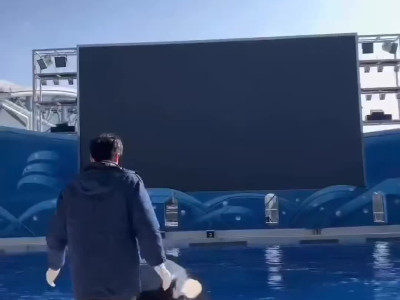 범고래 실제크기 체감 ㄷㄷ