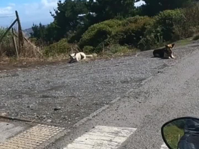 간 보는 들개 듀오