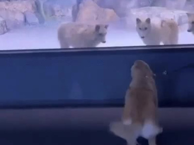 늑대들과 만난 골댕이