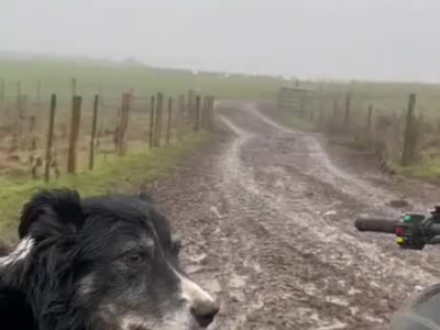 보더콜리: "1분이면 됩니다."