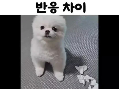 엄마아빠가 혼낼 때 강아지 반응 차이