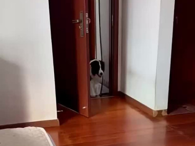 왜 똑똑한 견종인지 보여 주는 보리꼬리