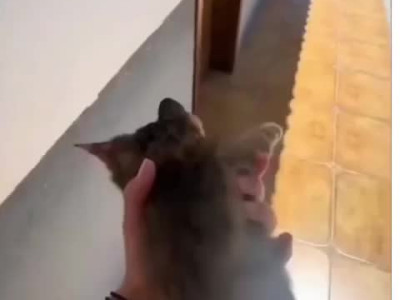 길에서 고양이를 주워온 이유