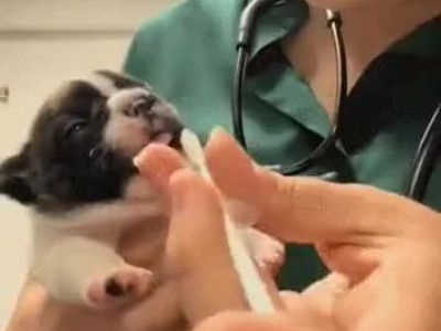 처음으로 인생의 쓴맛을 본 강아지.gif