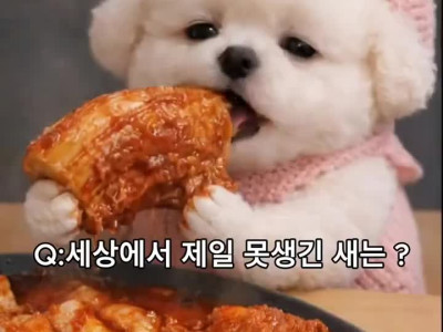 세상에서 제일 못생긴 새는?